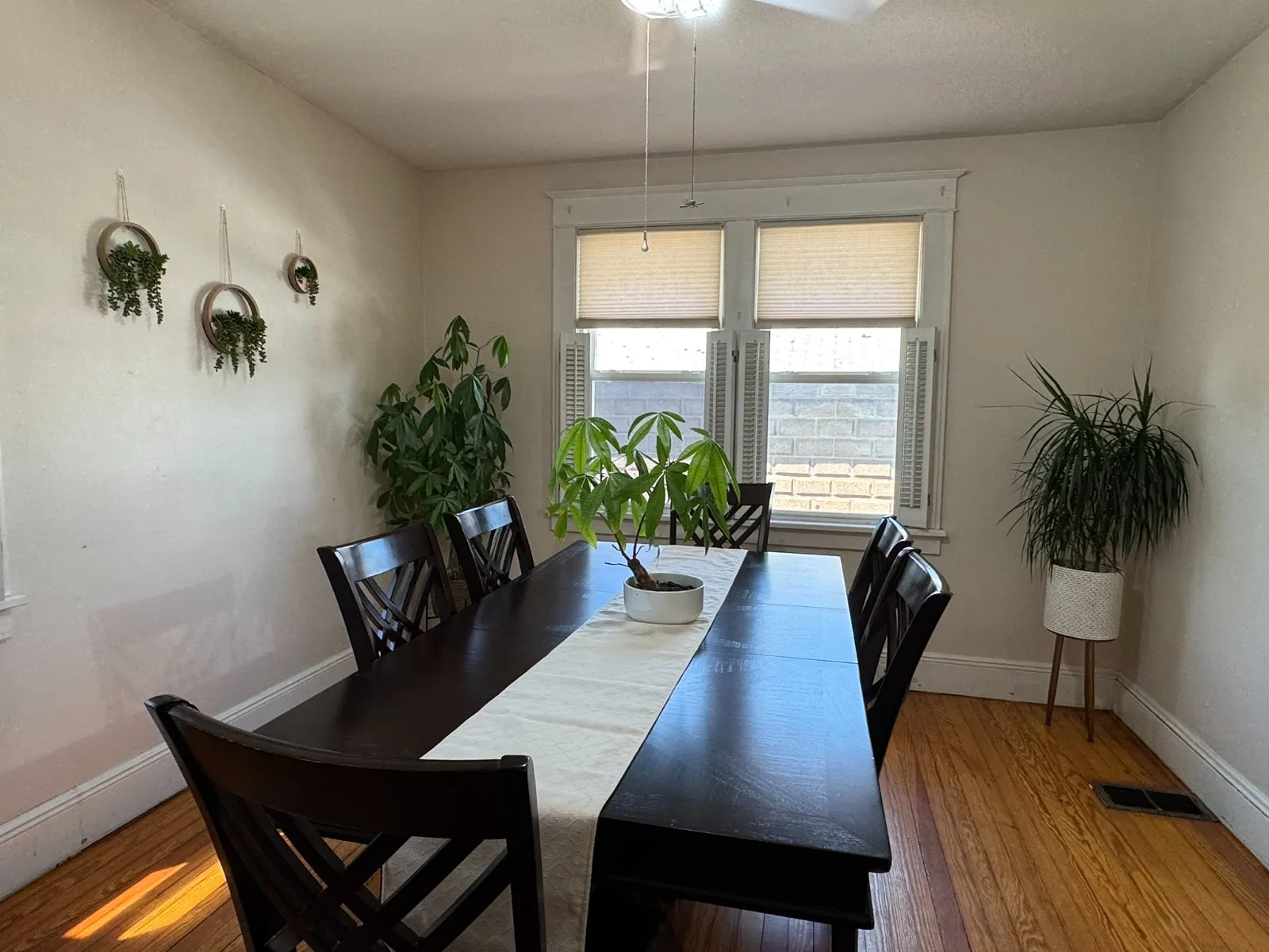 Dining room after restyling by Kultur & Decor: dining: hanging planters wall, money tree, dracaena, twin windows.